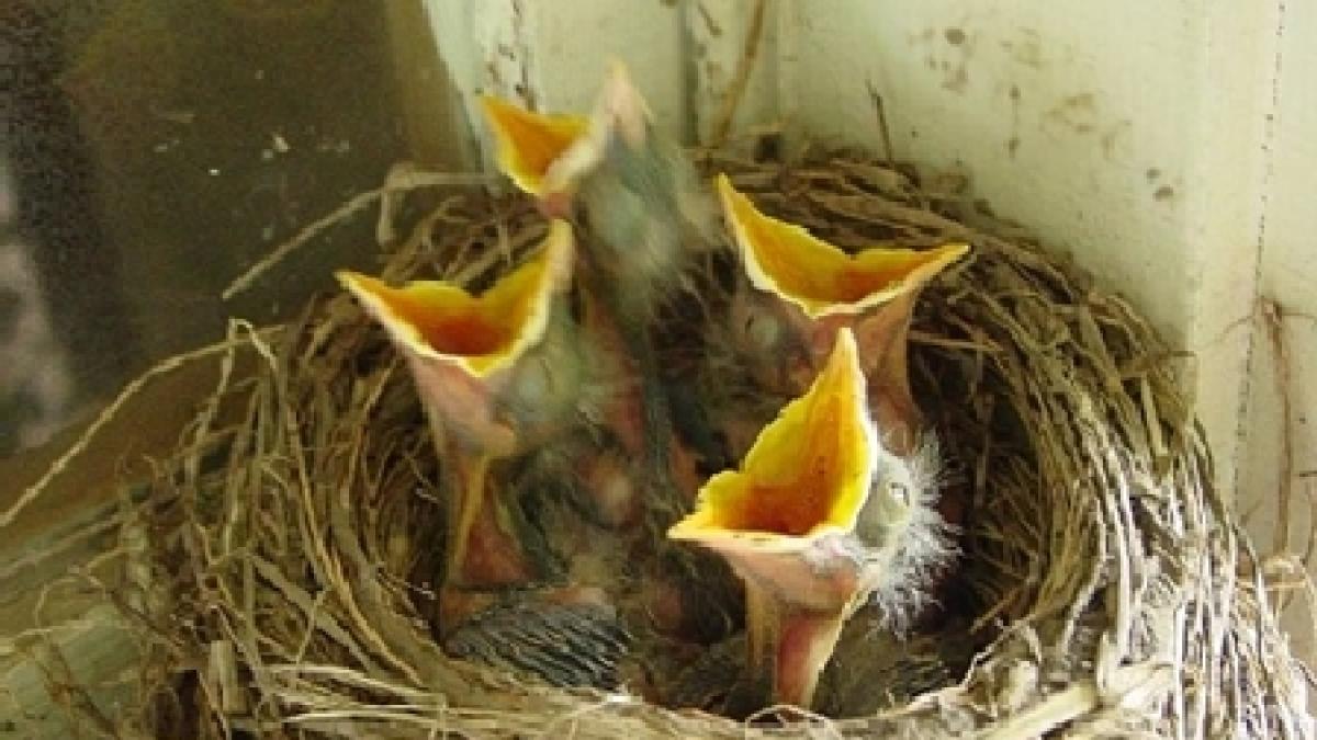 se deschide un centru de salvare pentru pasarile salbatice din bucuresti