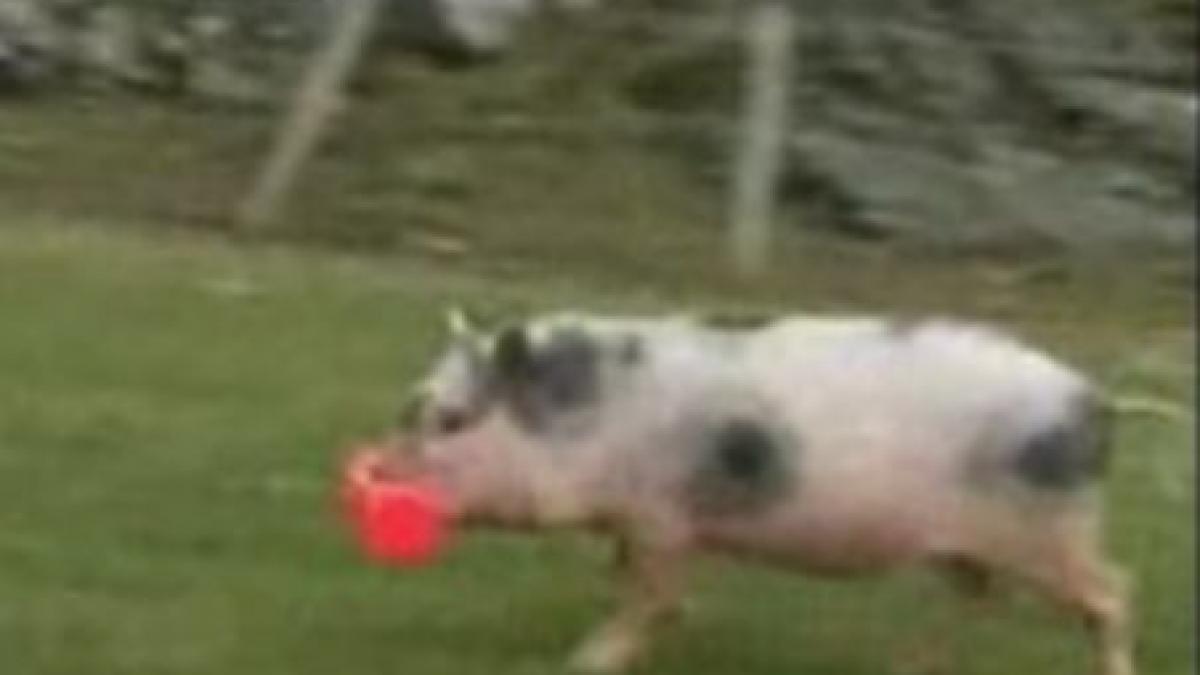 marea britanie o femeie si a dresat purcelusul sa faca aport