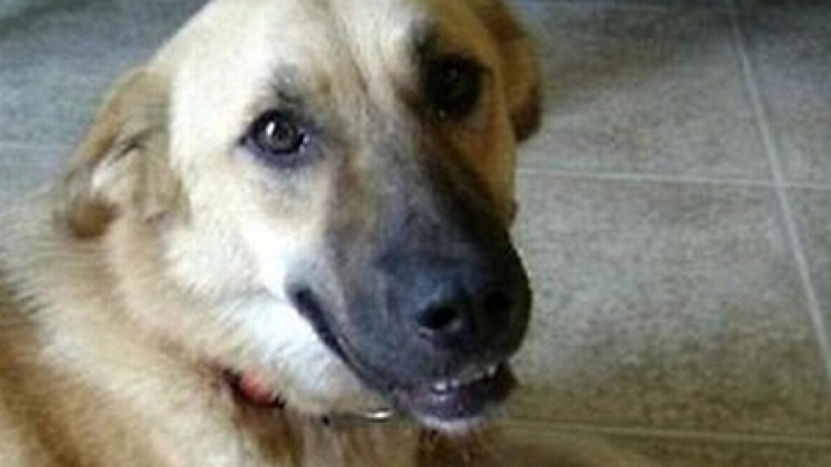 doi ani de inchisoare pentru uciderea unui animal in bulgaria