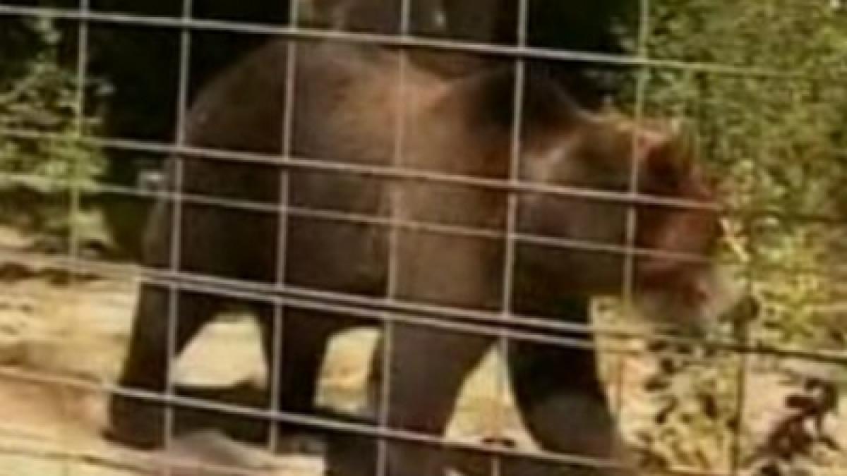 un barbat a fost atacat de urs intr o padure de langa barajul vidraru