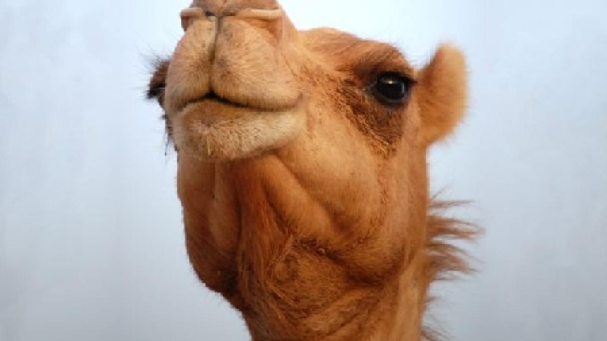 veterinari romani salvatori ai camilelor infometate din egipt