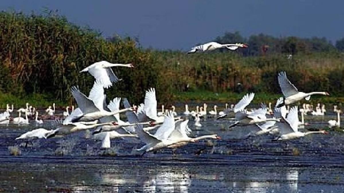 cele mai multe constructii din delta dunarii sunt ilegale