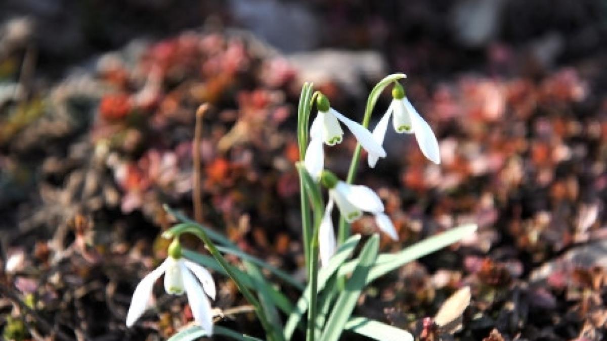 primavara se instaleaza treptat in romania vezi prognoza meteo