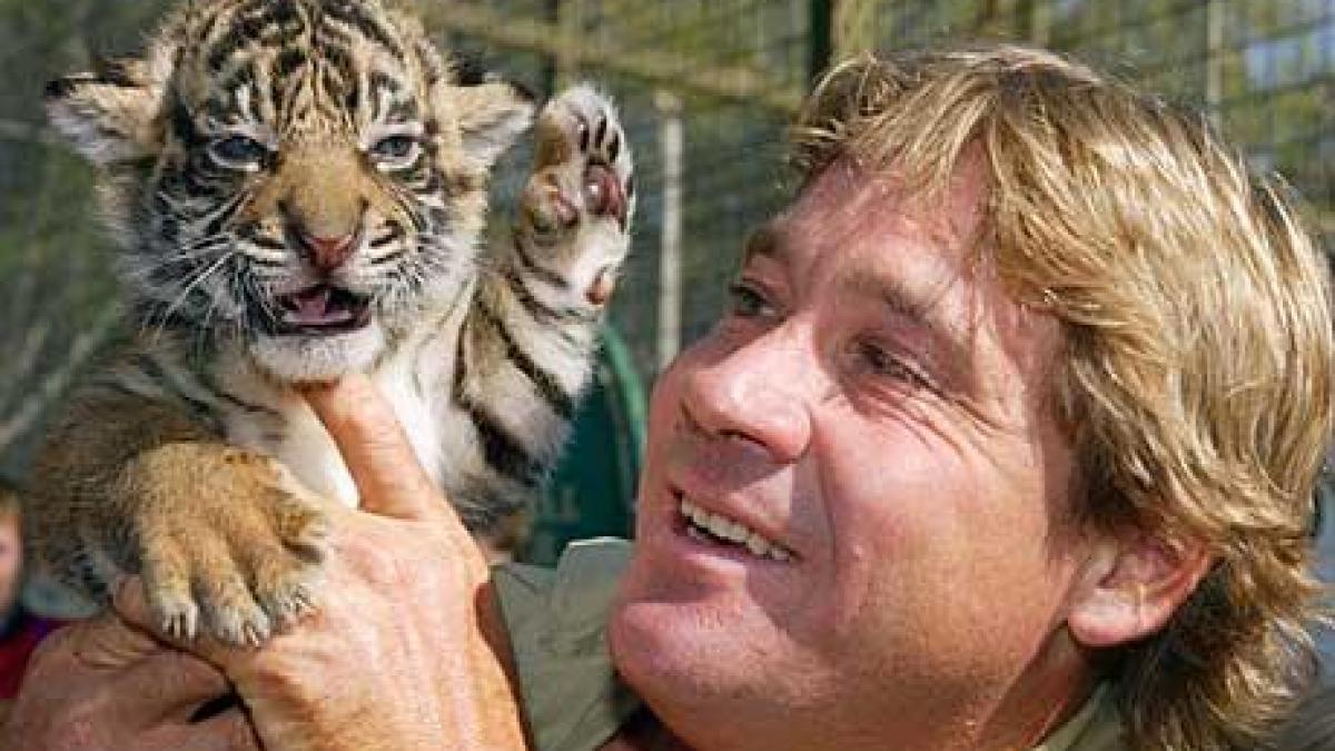 steve irwin ar putea fi exhumat bancile ar putea inchide gradina zoologica unde este ingropat