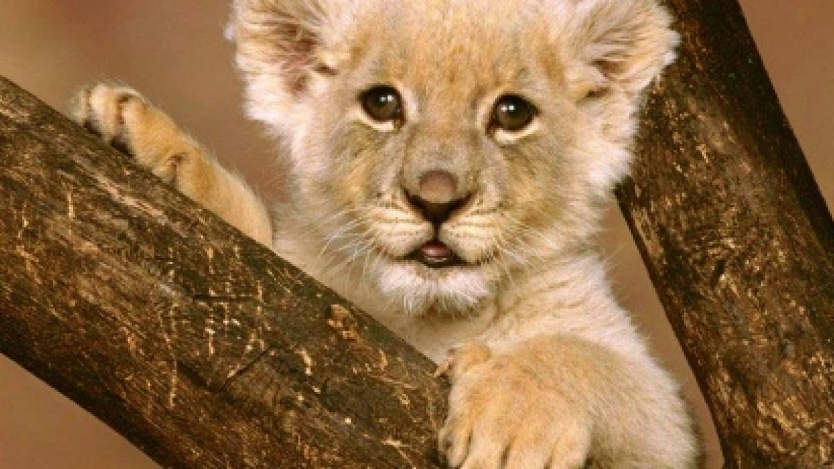 un severinean traia cu doi lei senegalezi in curte