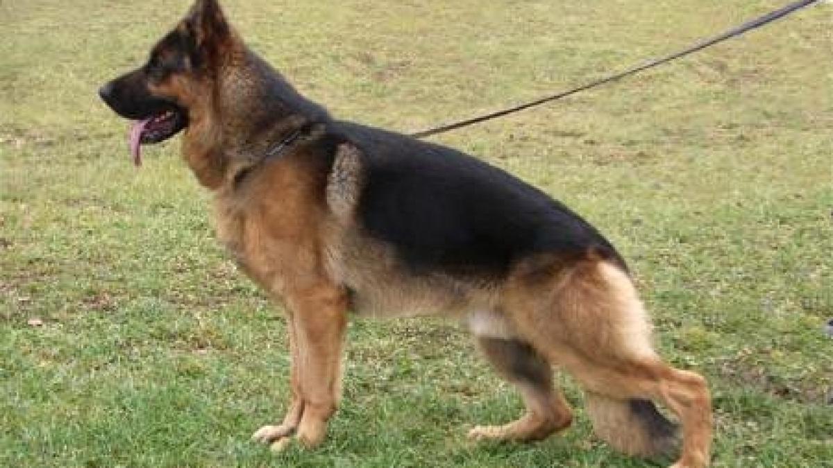 cainii politisti ai singurului centru chinologic din tara ar putea fi trimisi in sprijinul