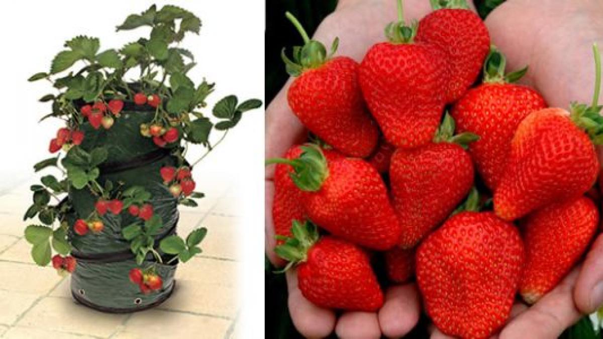 e mult mai avantajos sa fii capsunar in romania