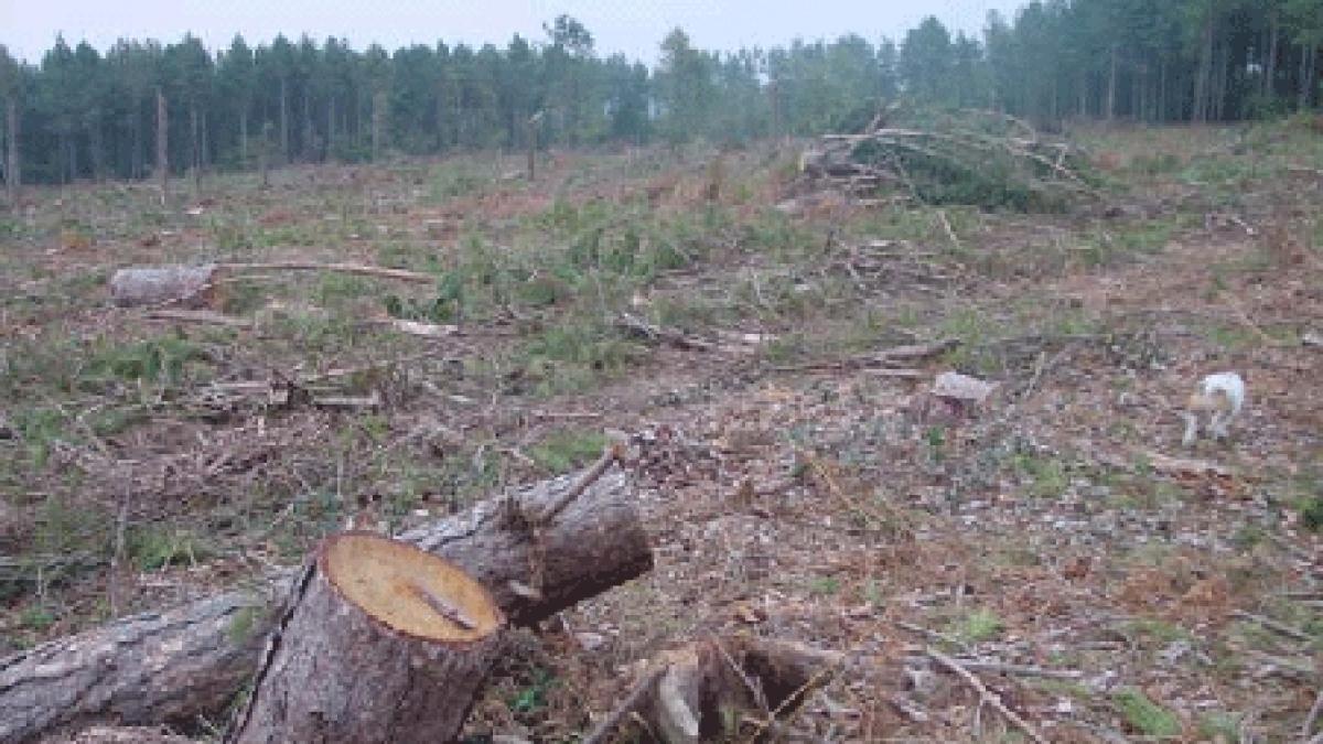 ministerul mediului va aloca 400 de milioane de lei pentru impaduririle din romania in 2011