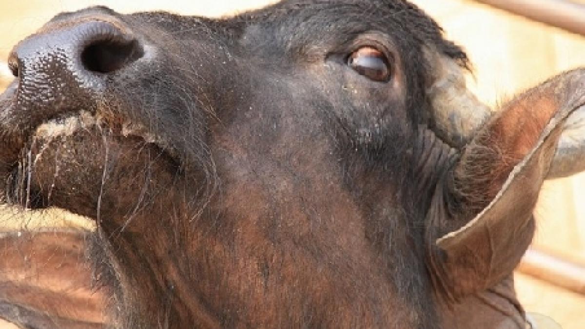 un taur de 300 kg a scapat pe strazile unui oras spaniol