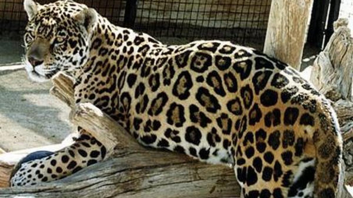 un jaguar a evadat de la gradina zoologica din bucov