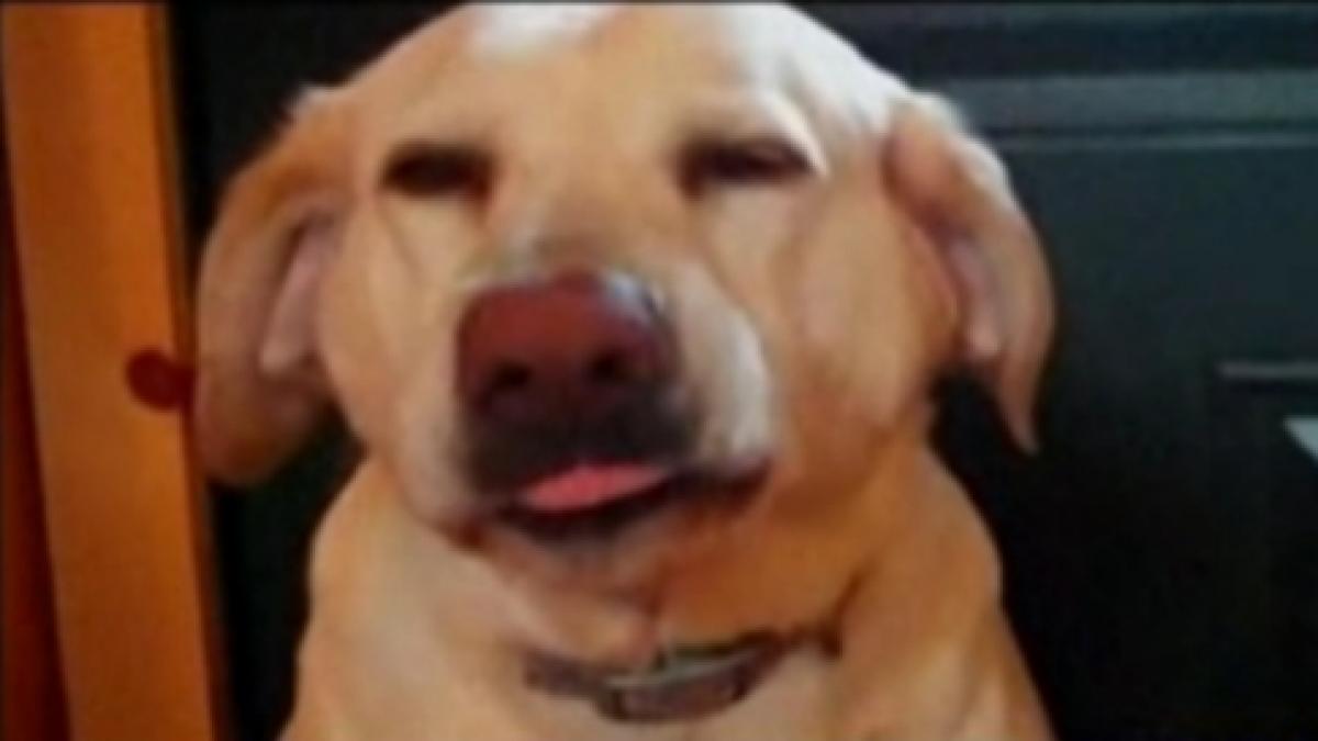 denver cainele care regreta boacana facuta