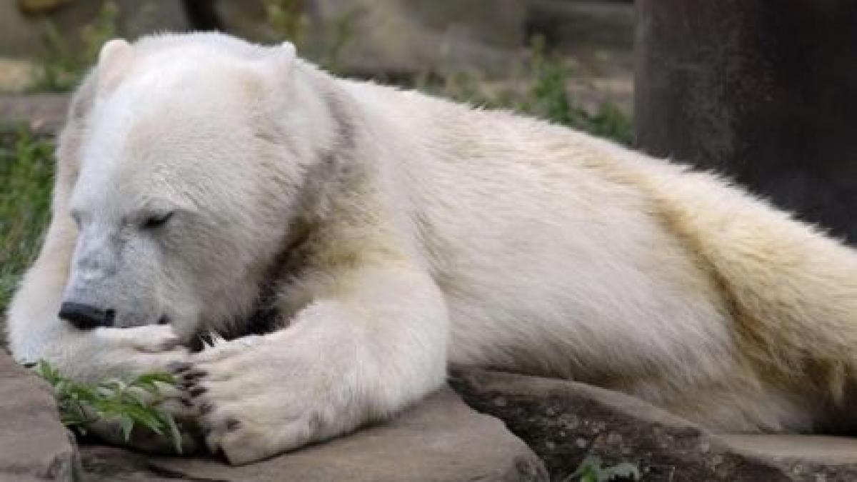 knut ursuletul polar care a induiosat o lumea intreaga a murit