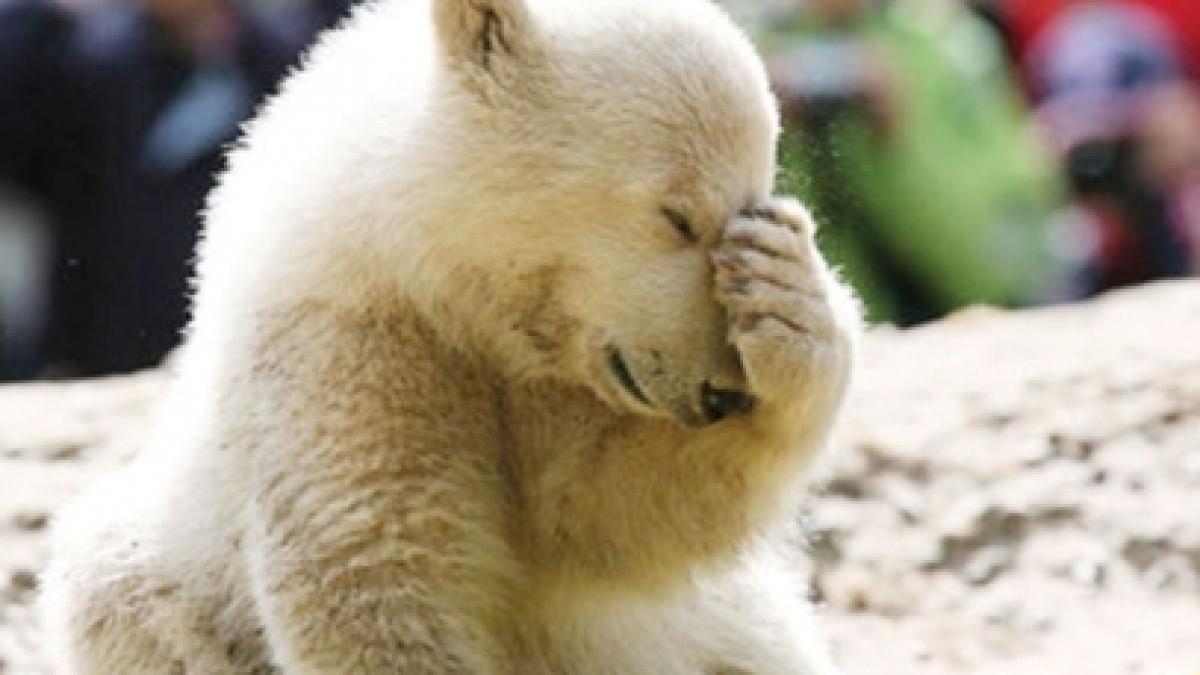 imagini socante cu ultimele clipe din viata ursuletului polar knut