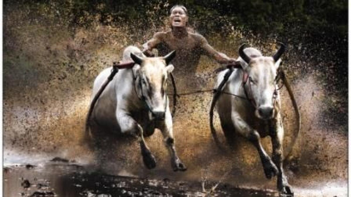 premiile mondiale sony pentru fotografie 2011 vezi castigatorii competitiei deschise amatorilor