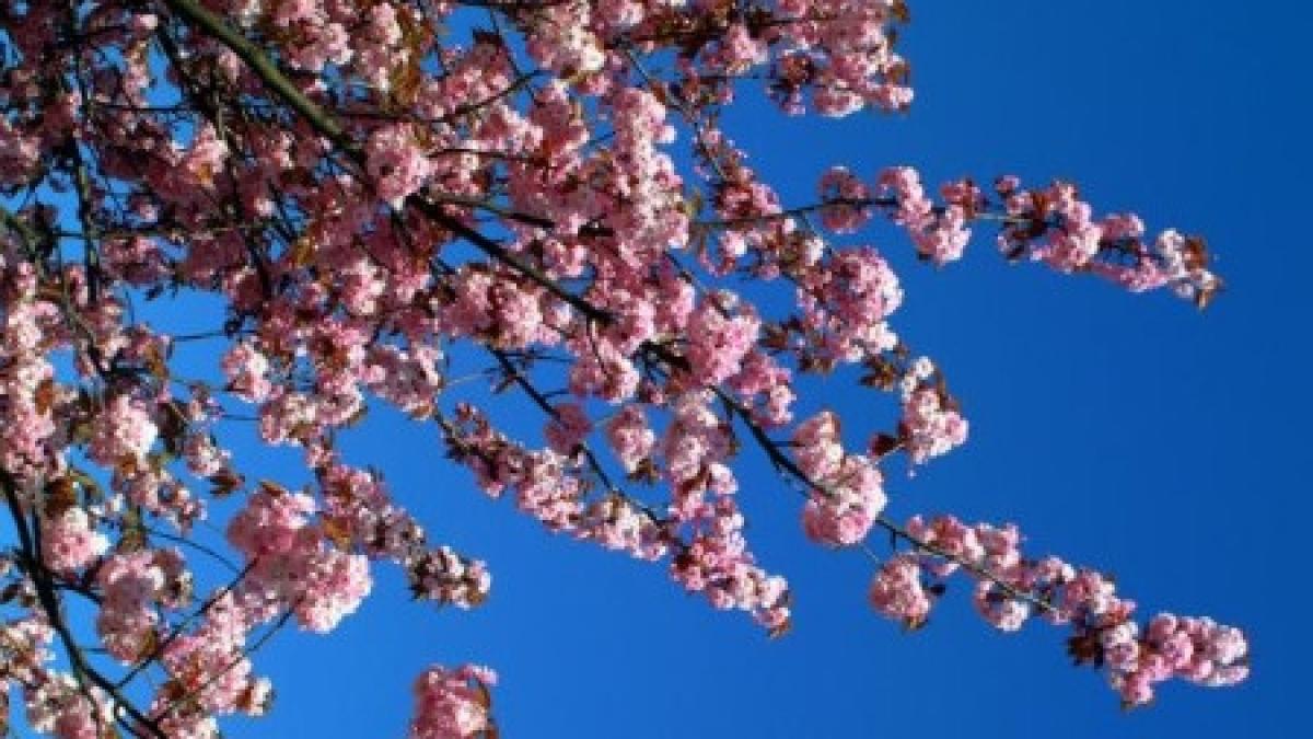 vremea continua sa se incalzeasca in urmatoarele zile vezi prognoza meteo