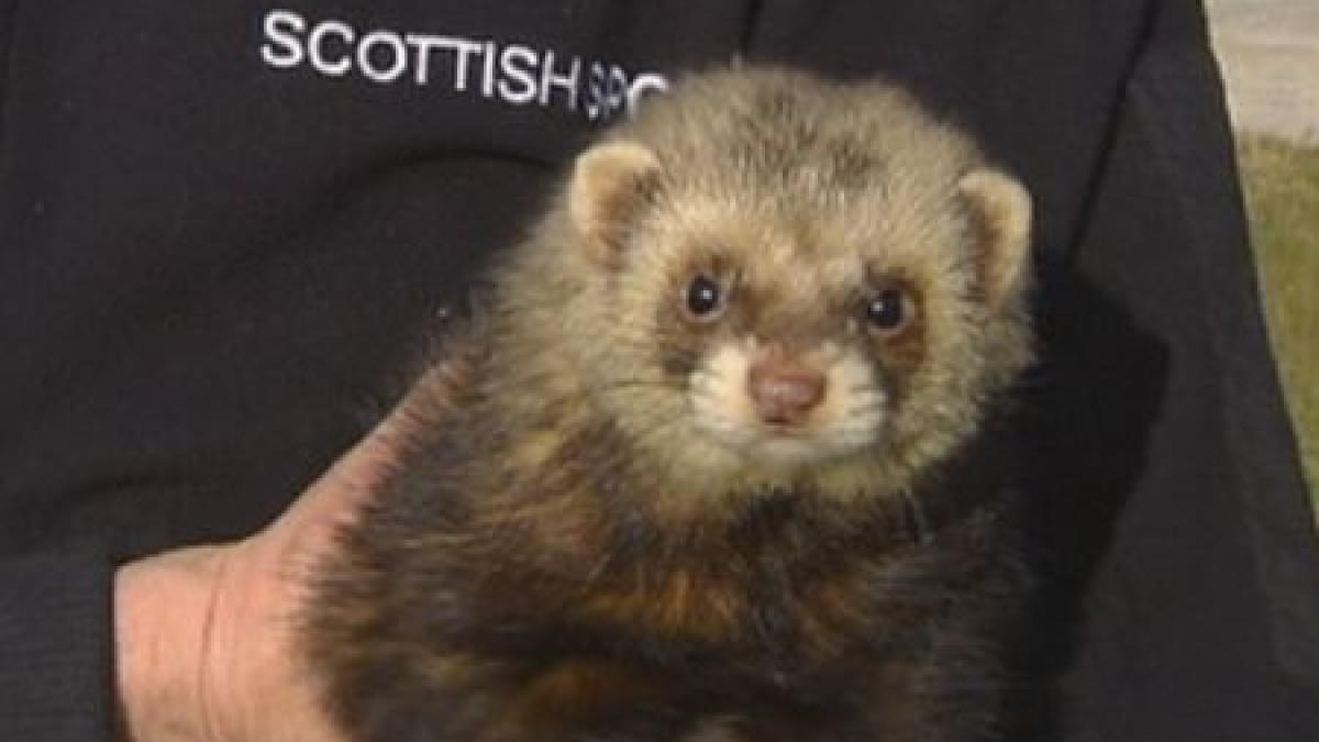 a facut blatul un dihor a calatorit cu trenul de la londra la edinburgh