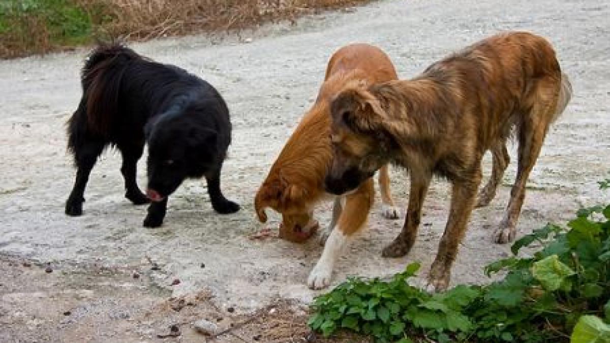 sfasiata de maidanezi o femeie a murit dupa ce a fost atacata de o haita de caini