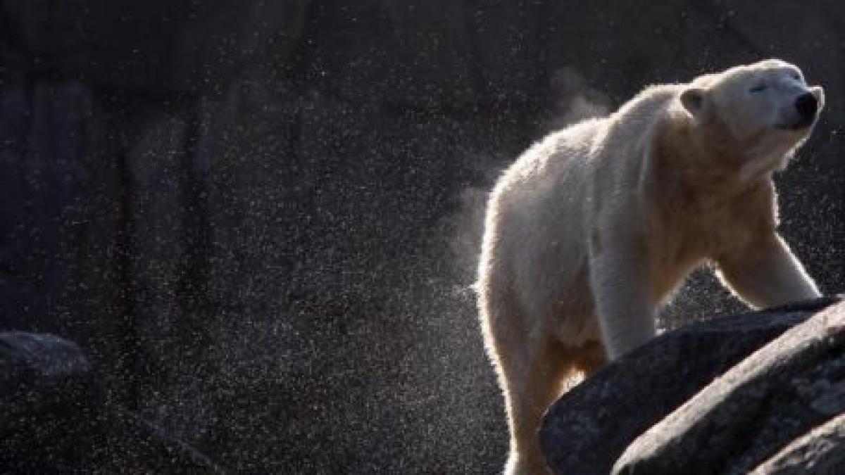 ursuletul knut ar putea fi impaiat si expus la muzeul de istorie naturala din berlin