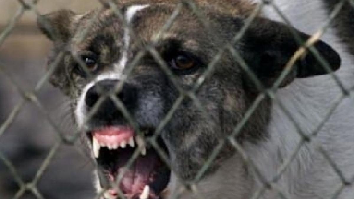 aproape 1 500 de bucuresteni muscati de maidanezi anul acesta