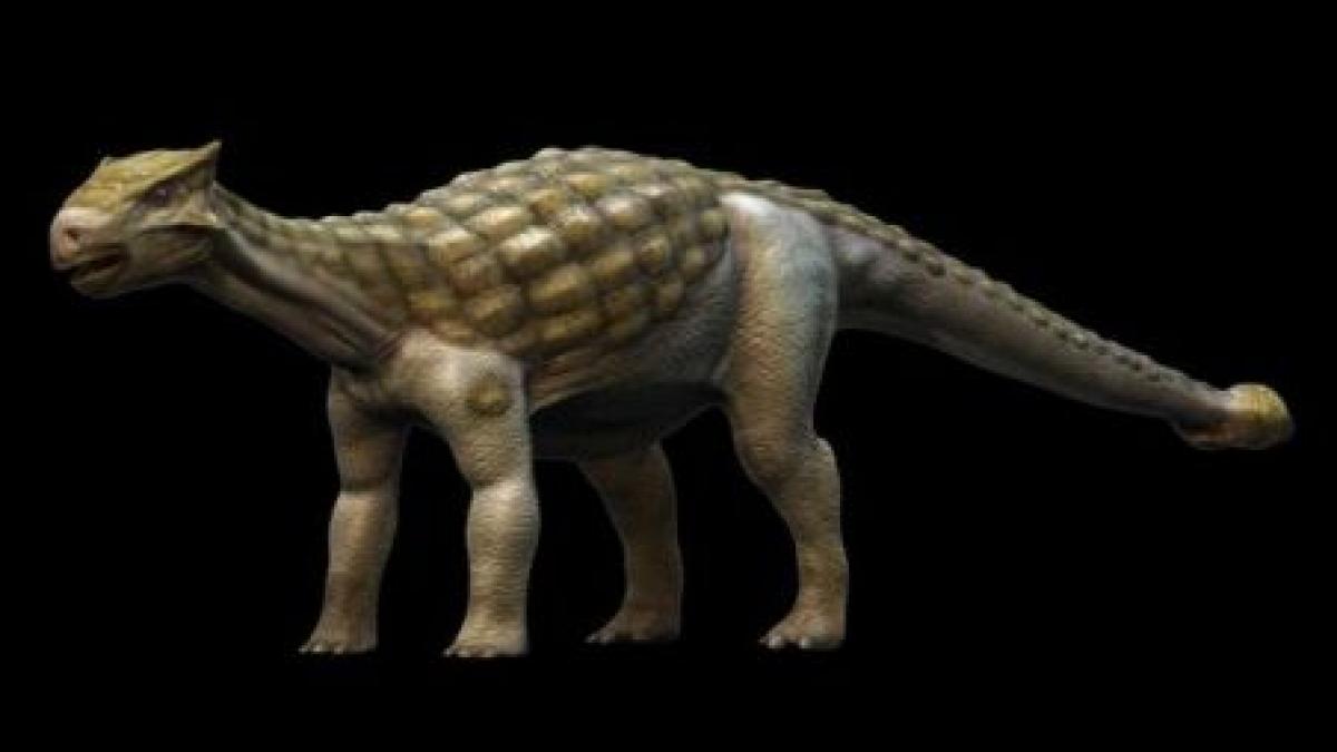 fosilele unui dinozaur rar vechi de 110 milioane de ani descoperite in canada