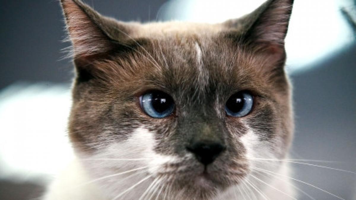 agilitate de felina o pasare agasanta devine hrana pentru o pisica agera