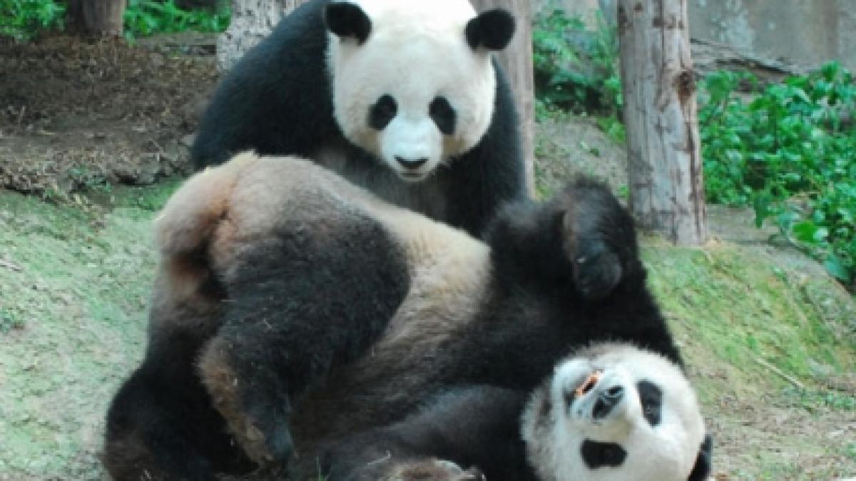 un cuplu de ursi panda din china a incantat mii de japonezi