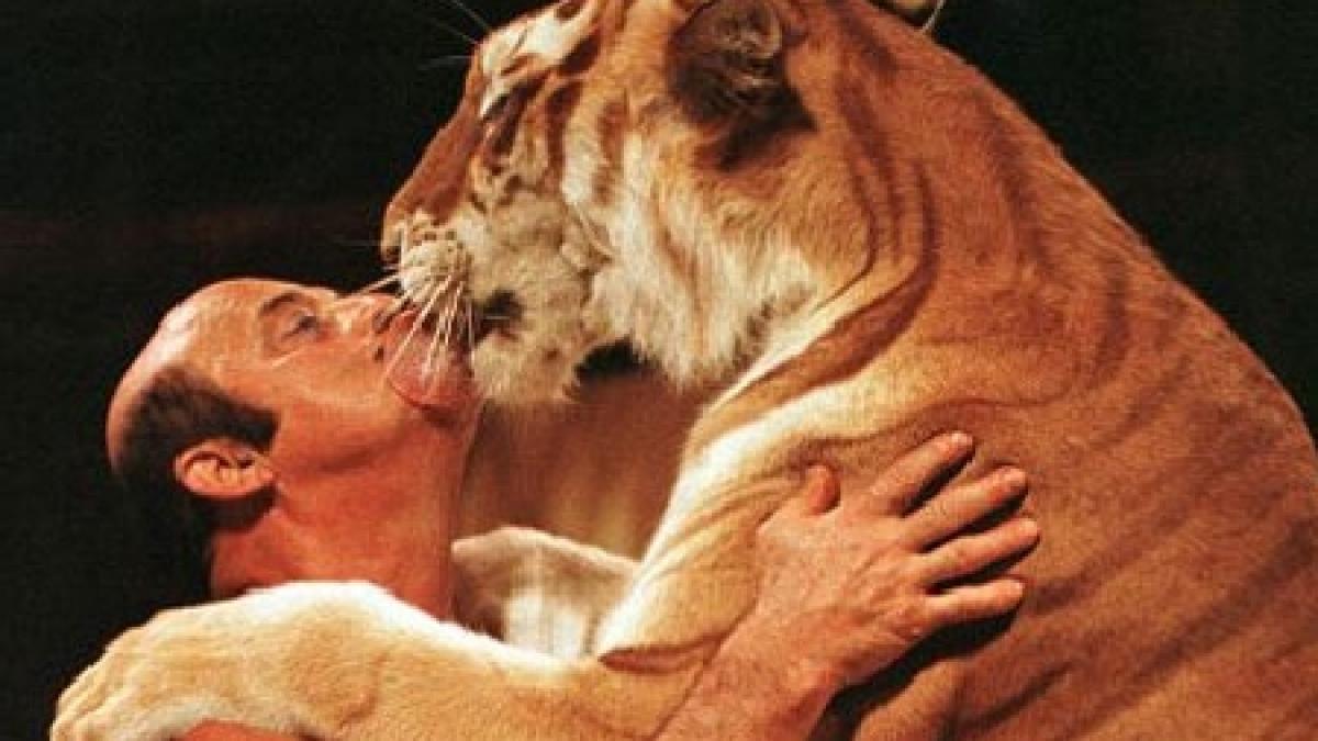 britanicii vor sa interzica folosirea animalelor salbatice in circuri dupa incidentul cu elefantul