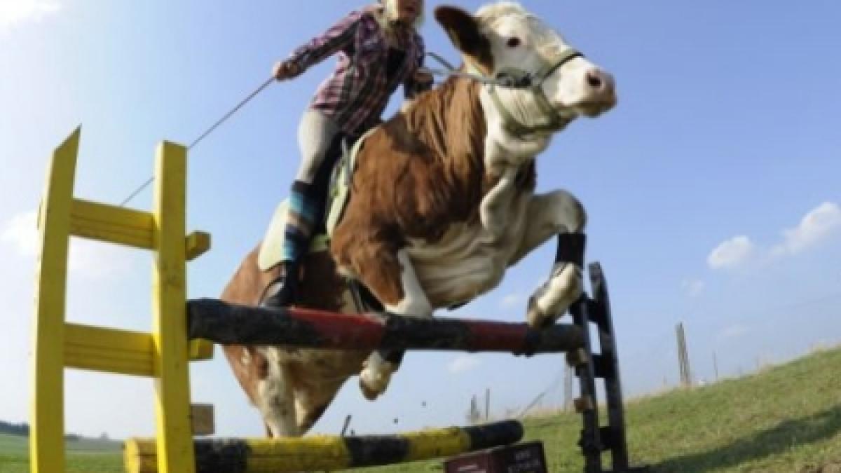 o vaca din marea britanie se crede cal a fost antrenata sa sara garduri