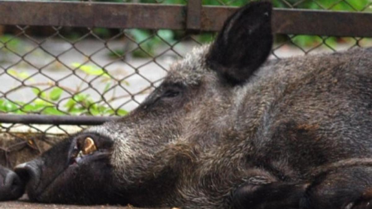 carnea mistretilor din austria contine urme de radioactivitate la 25 de ani dupa cernobil