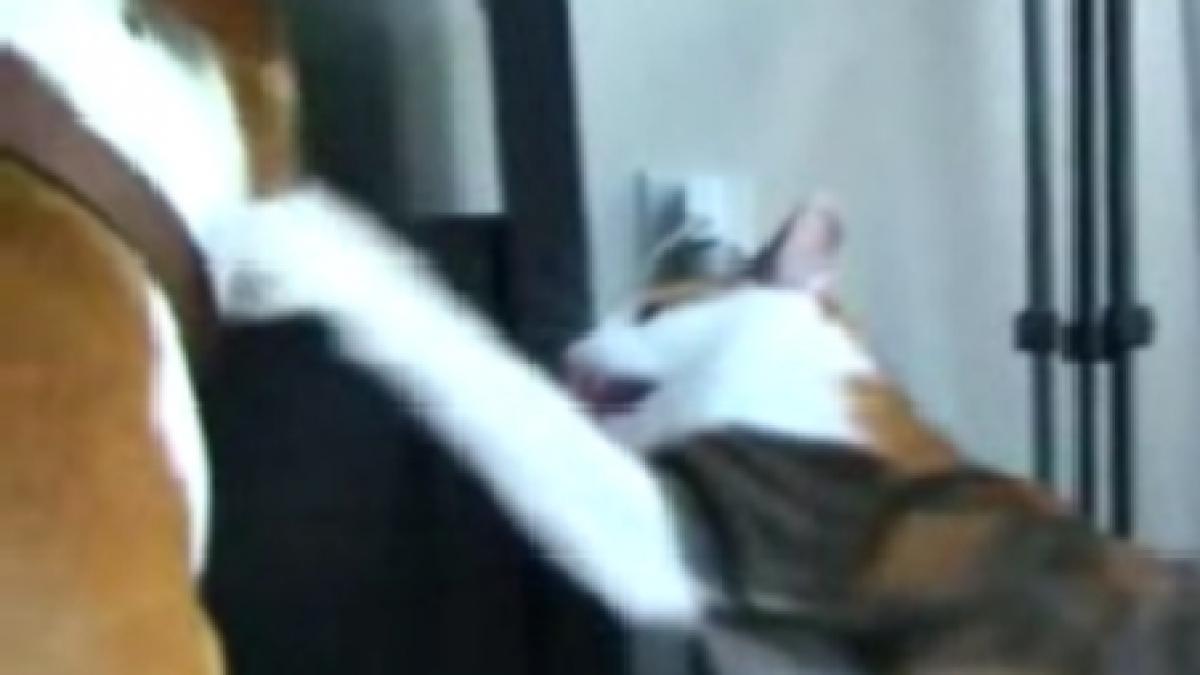 video hilar o pisica palmuieste un pitbull impertinent