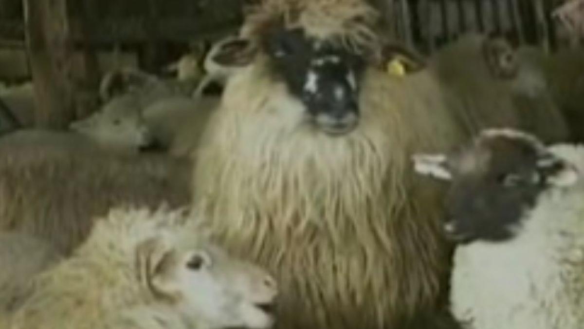 au inceput sa se vanda mieii pentru paste oamenii cauta insa alternative mai ieftine