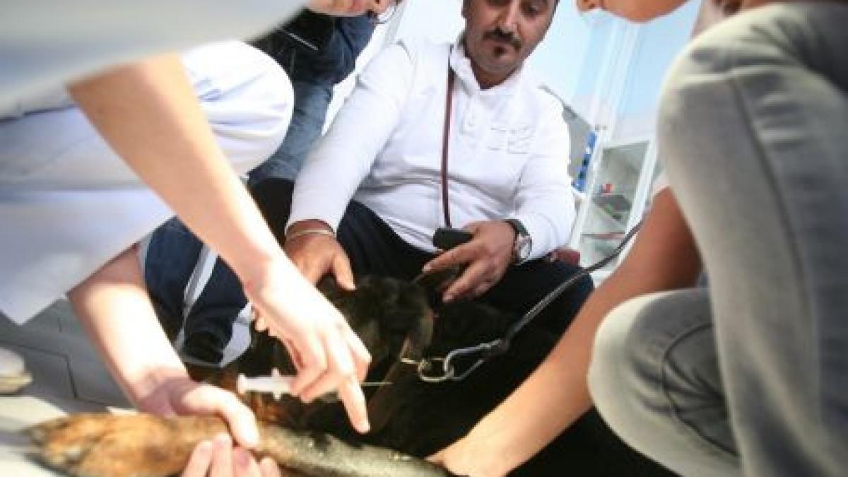 jumatate de milion de euro pentru un spital veterinar ultramodern in sfantu gheorghe