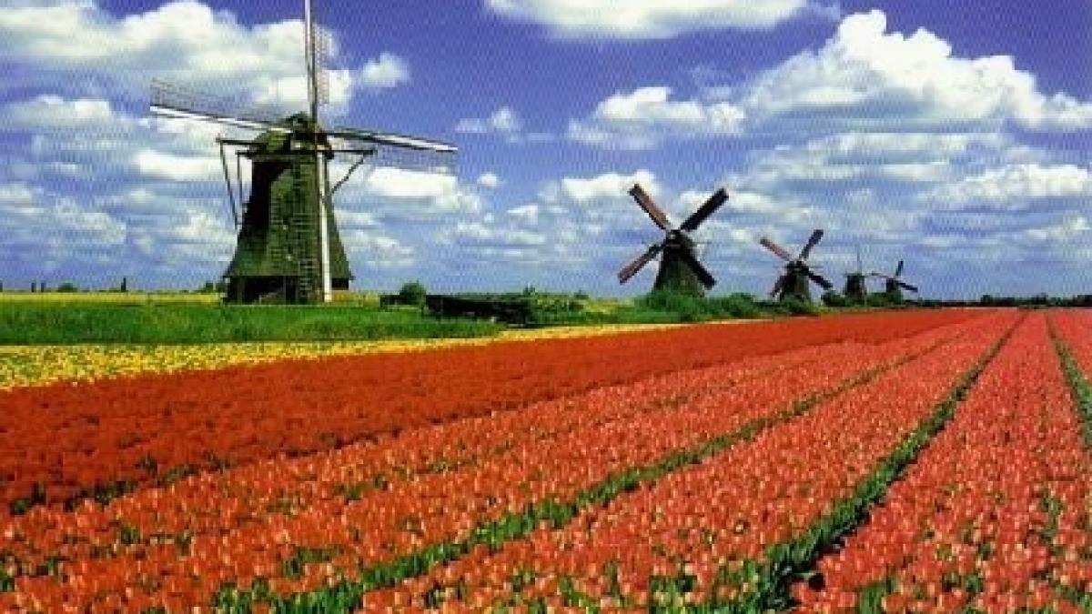 mai putine permise de munca in olanda pentru romani si bulgari