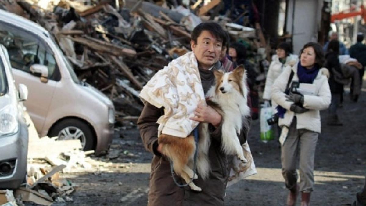 animale moarte abandonate si infometate langa centrala fukushima