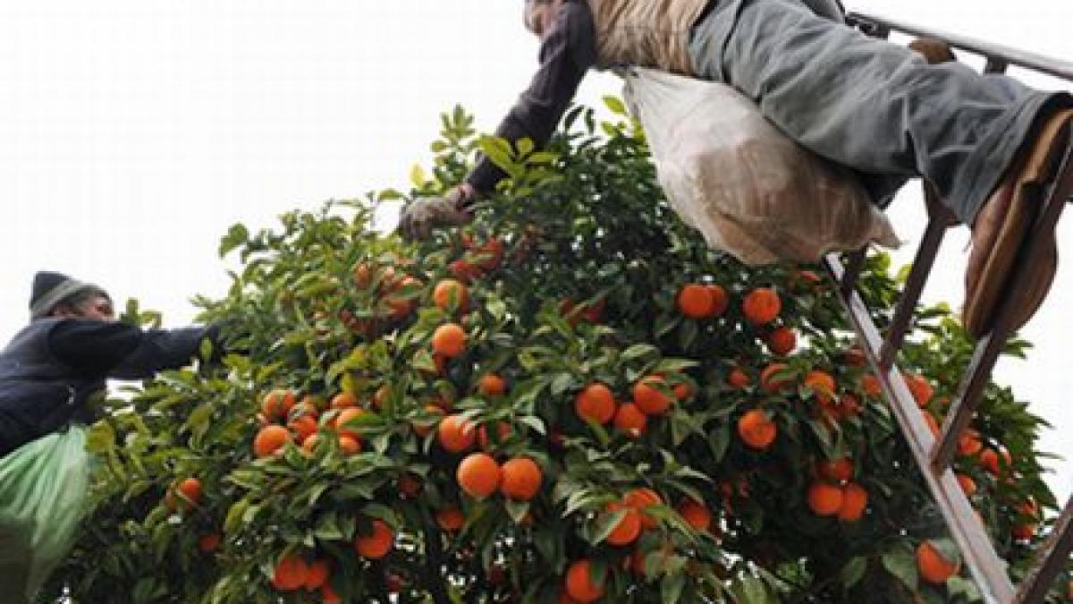 grecia 35 de romani au muncit ca sclavii amenintati cu bataia si armele la cules de fructe