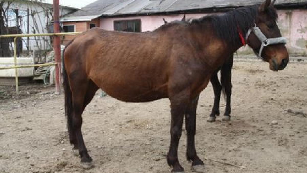 iapa cazuta in canalizare salvata de pompierii din constanta