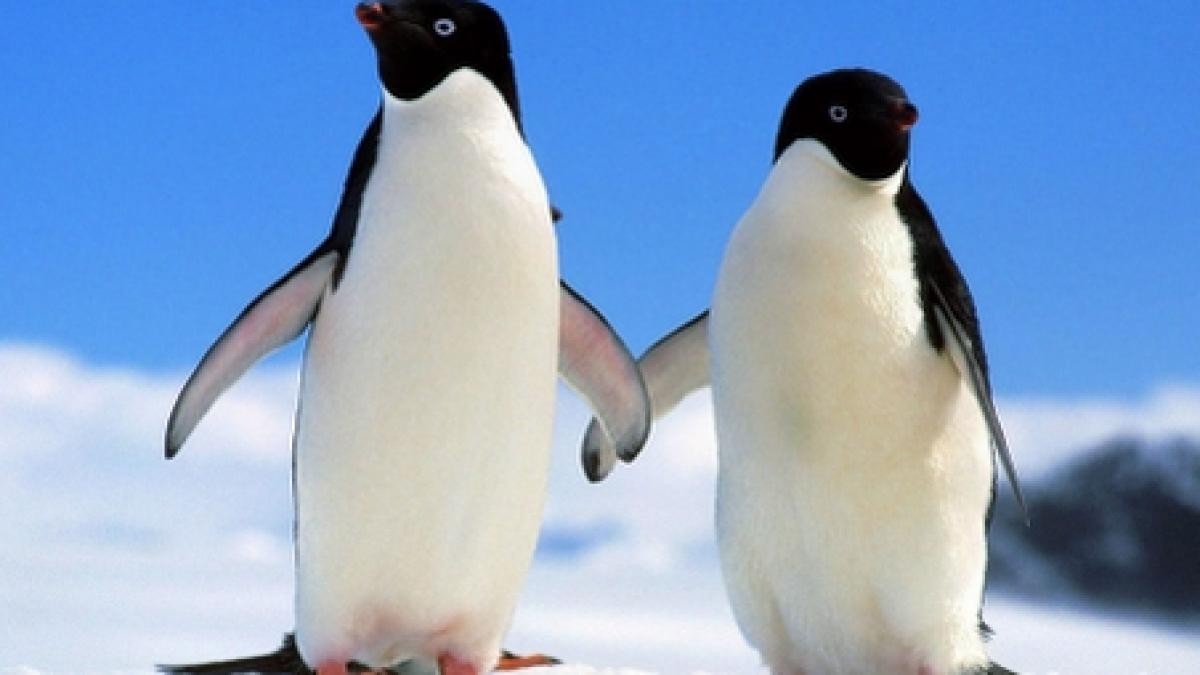 designul caselor verzi inspirat din comportamentul pinguinilor