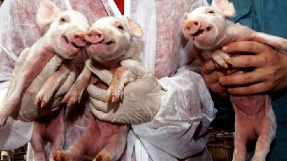 legi speciale pentru carnea provenita din animale clonate