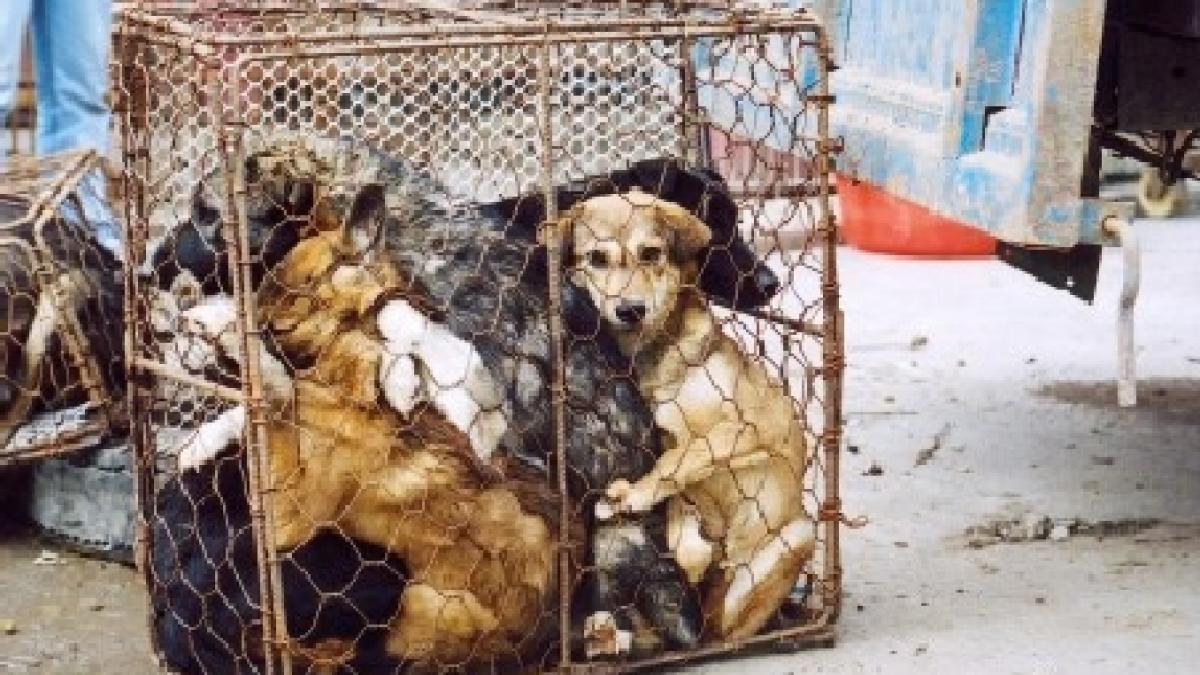 un transport de caini pentru restaurante a fost oprit de activisti pentru drepturile animalelor