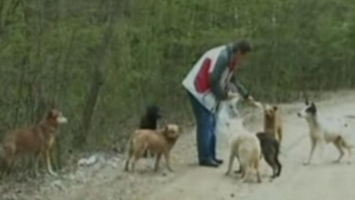 padure din dambovita invadata de zeci de caini sterilizati si cu cipuri