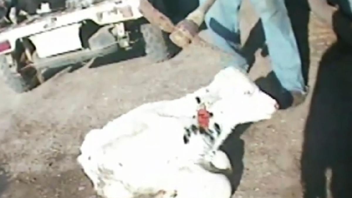 imagini socante vitei maltratati si omorati cu lovituri de tarnacop in cap la o ferma din statele