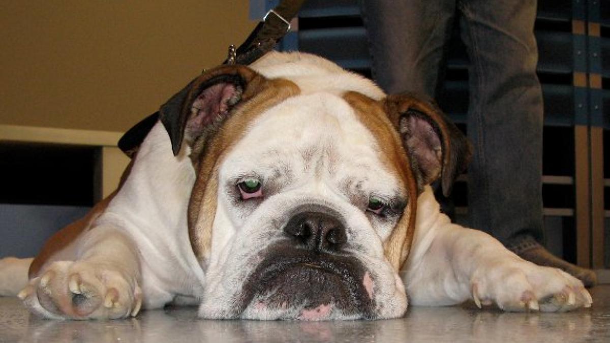 o casa de amanet primeste caini si pisici ca garantie