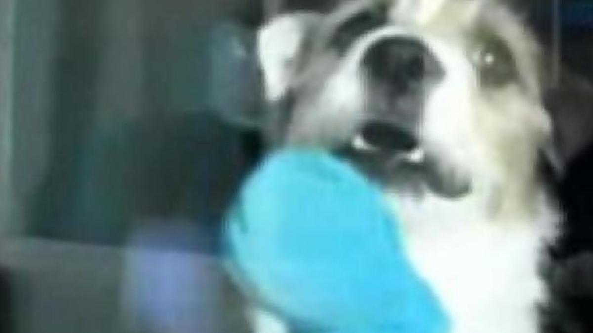 un caine special jesse strange gunoiul spala si face cafea