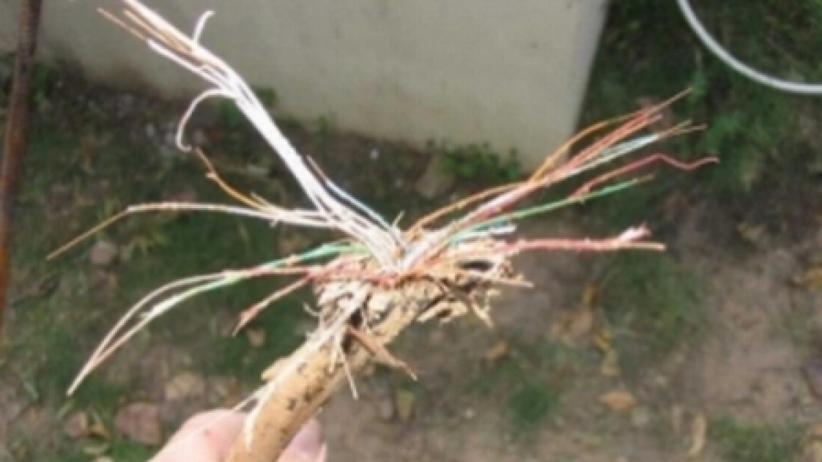 batranica din georgia care a lasat trei tari fara internet a fost arestata