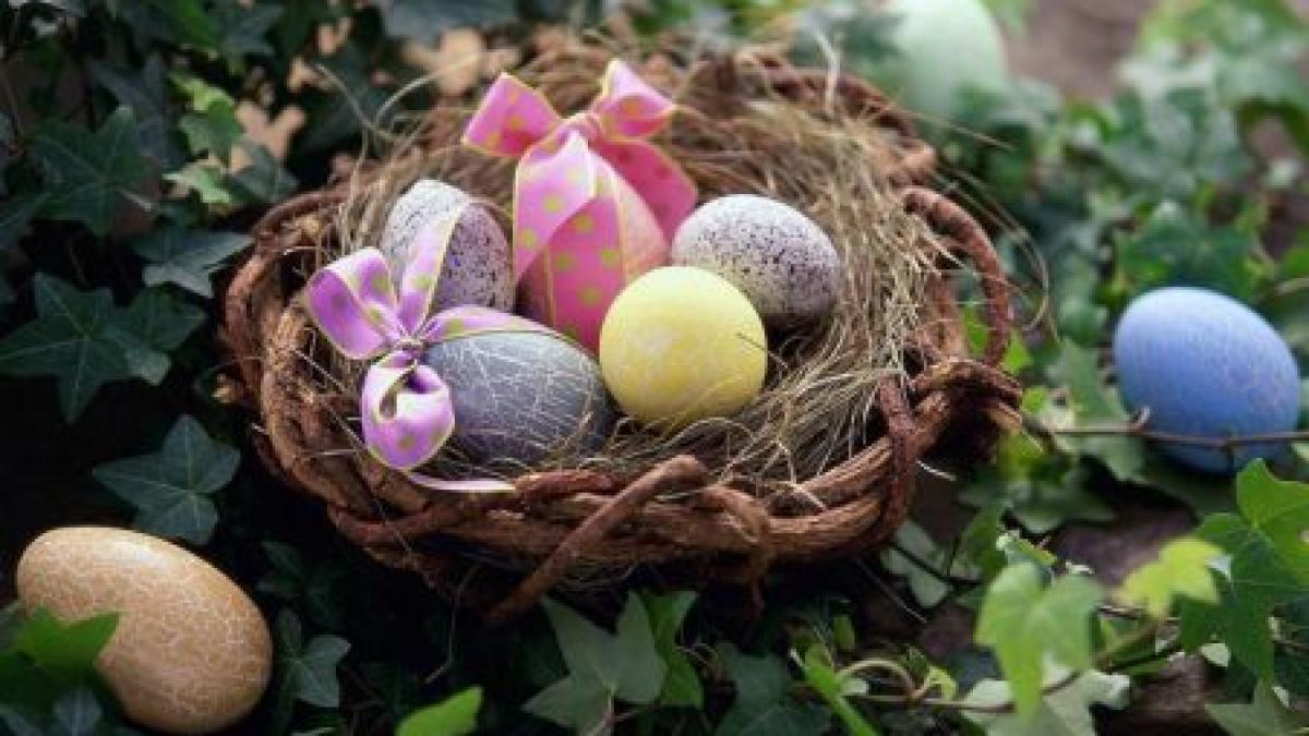 concurs inedit de paste cine are cel mai tare ou castiga un miel