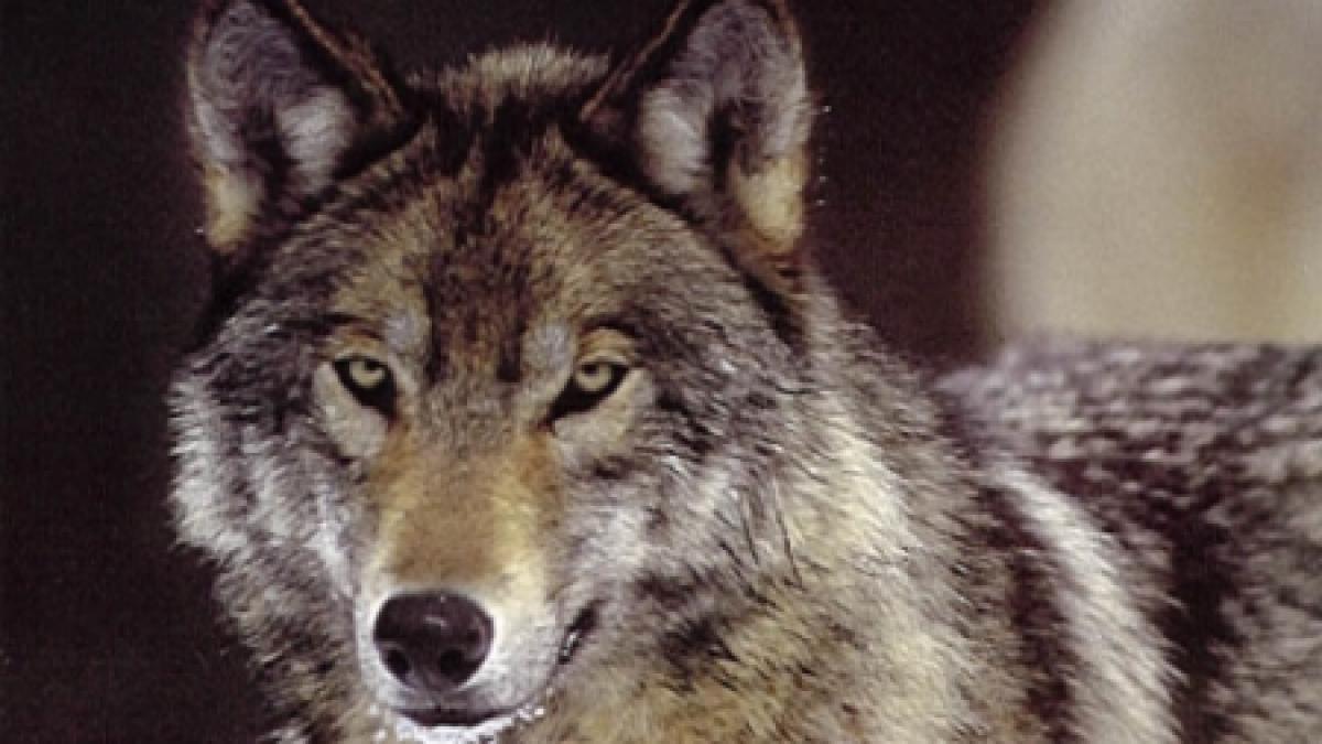 o femeie si bebelusul ei la un pas de a fi sfasiati de lupi