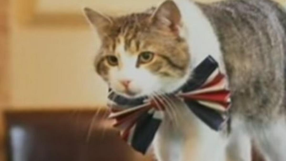 motanul premierului david cameron la patru ace pentru nunta regala