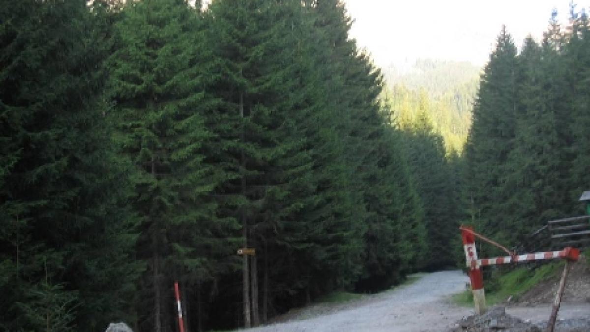 asfaltarea drumului babelor un pericol ecologic pentru parcul natural bucegi