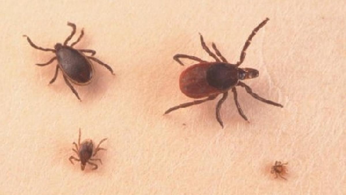 capusele inamicele iesirilor la iarba verde