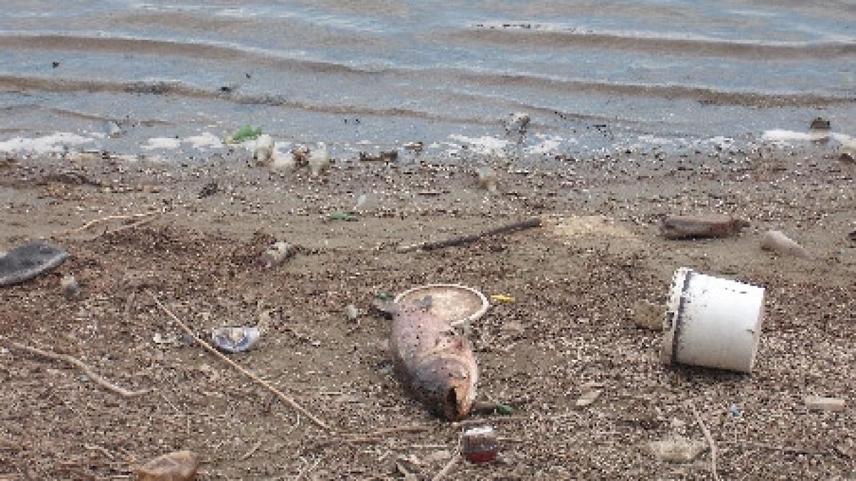 lacul pantelimon raiul deseurilor si al pestilor morti